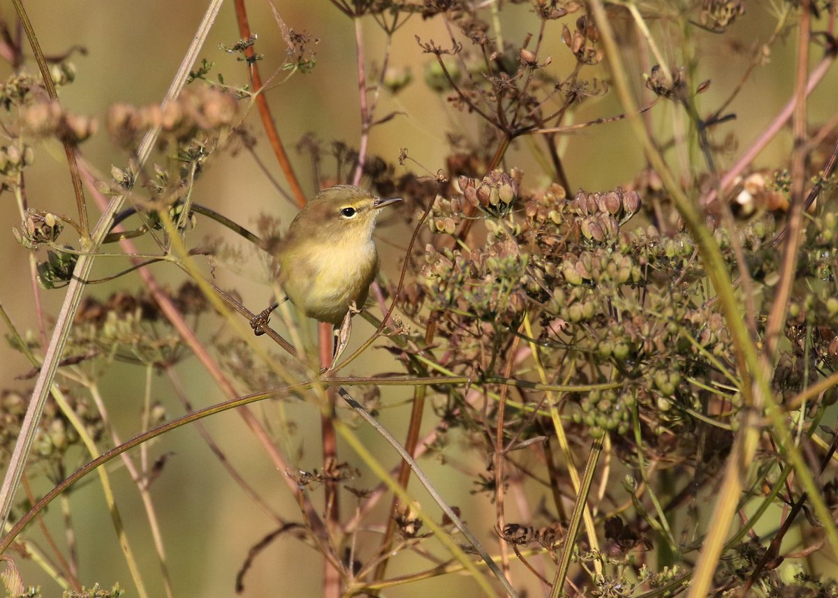 The first decent arrival of chiffchaffs in the Paddock today with at least 62 present. More details of Bockhill sightings on the blog bockhillblog.blogspot.com