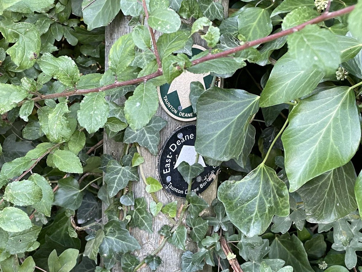 vickybanham's tweet image. Tackled part of the East Deane Way today - broken stiles, brambles, beef cows, missing signs 🙁😔 #walking #prows @TravelSomerset @SomersetCouncil