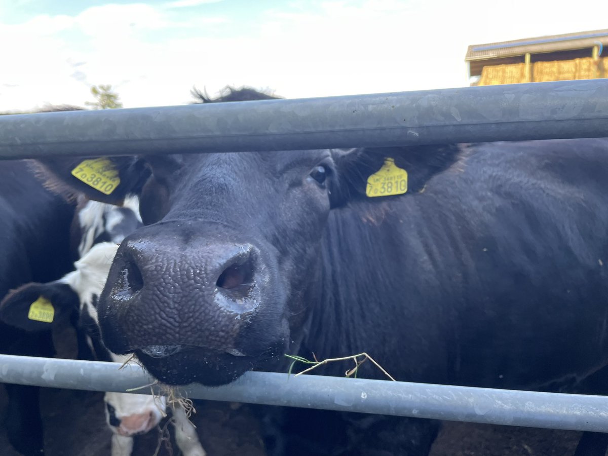 vickybanham's tweet image. Tackled part of the East Deane Way today - broken stiles, brambles, beef cows, missing signs 🙁😔 #walking #prows @TravelSomerset @SomersetCouncil