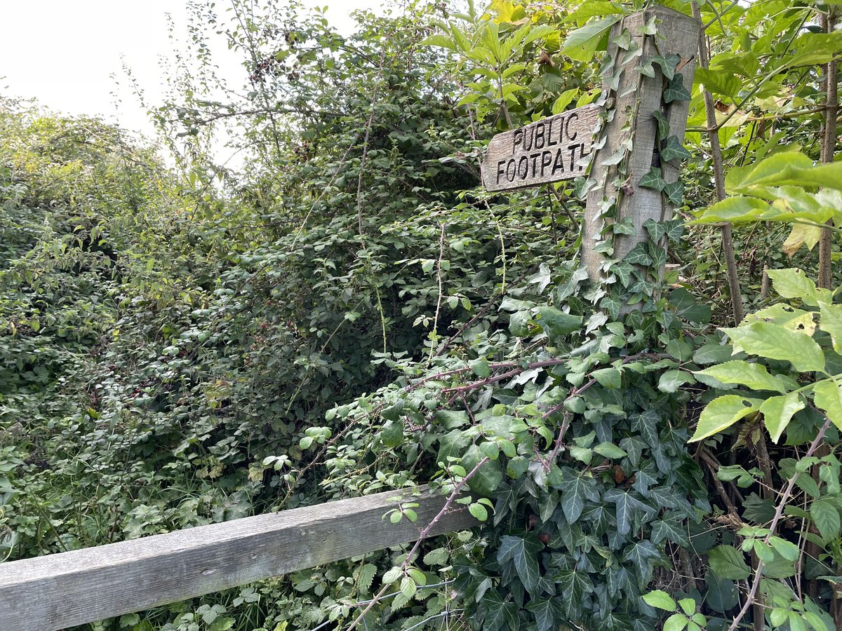 vickybanham's tweet image. Tackled part of the East Deane Way today - broken stiles, brambles, beef cows, missing signs 🙁😔 #walking #prows @TravelSomerset @SomersetCouncil
