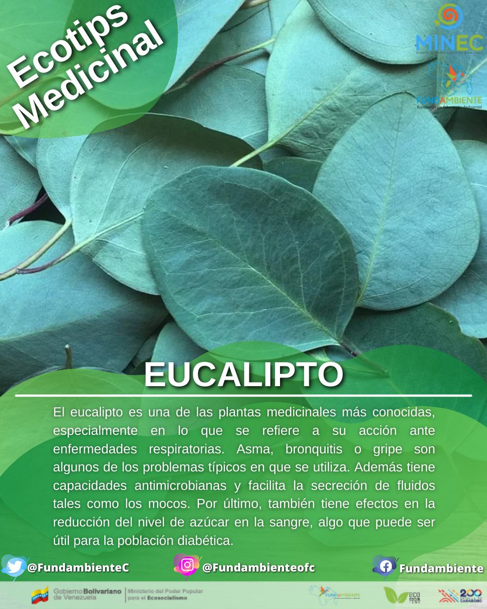 FundambienteC's tweet photo. #EcotipsMedicinal ¿Ya conocías las maravillas del #Eucalipto ven y #Enterate para conocerlo mucho más #17Sep #EpaVacunate https://t.co/rs5RsVAo6U