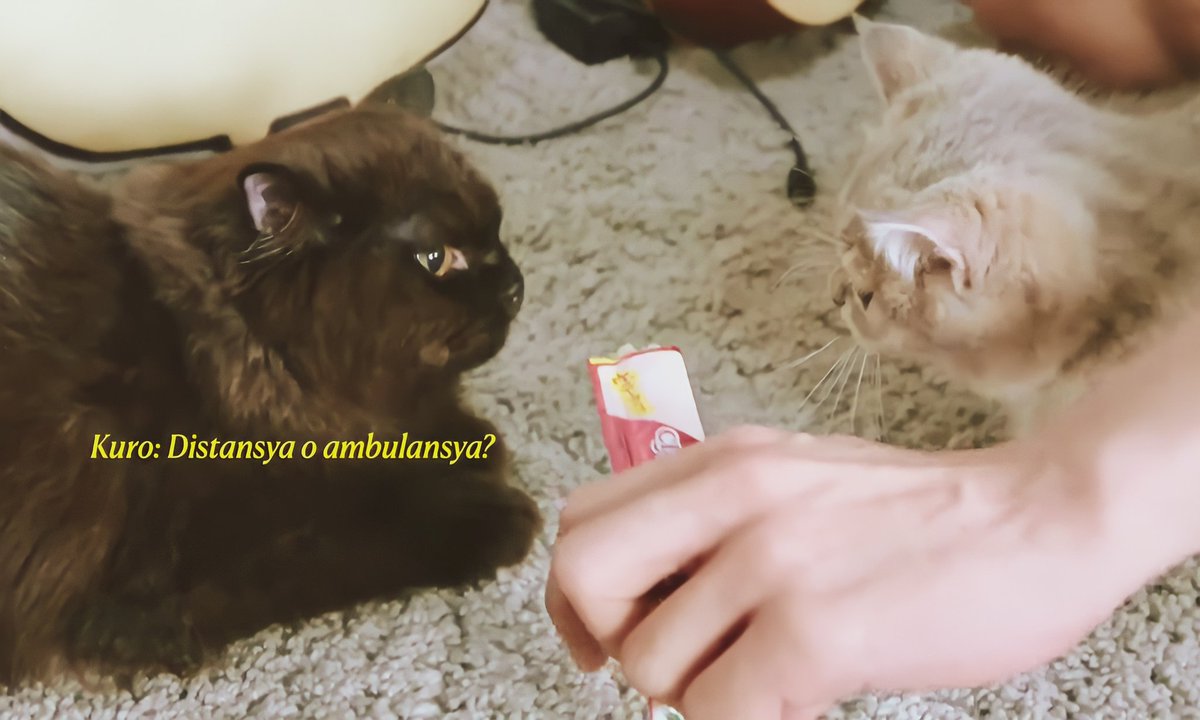Thang12202000's tweet photo. Saoirse met Kuro. My furmom heart is so meowppy hehe. Looking forward for next meet up ❤️ 

#KurseMeetUp 

📎 https://t.co/9UbV3kf1hT https://t.co/LThUL3JGaf