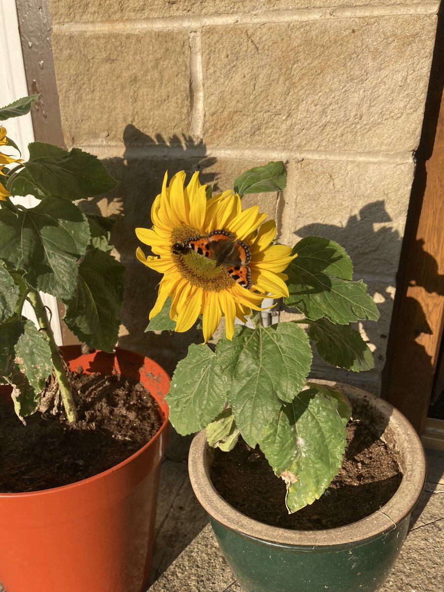 rigbycf's tweet photo. @lydia7murray @NeilSledding @fish_stuart @VickyWaring1 @RuthRendell1 Butterfly loves mine . #sizeisnteverything #oursled https://t.co/GRRbl6Rj7h