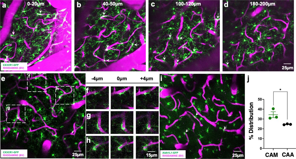 @Bishtkanchan8 @pintos4live @Sharmakaushkp @eyolab @LaboTremblay @conn_pann_fun @ChiaYiAlexKusn1 show capillary-associated microglia regulate vascular structure and function through PANX1-P2RY12 coupling in mice nature.com/articles/s4146… nature.com/articles/s4146…