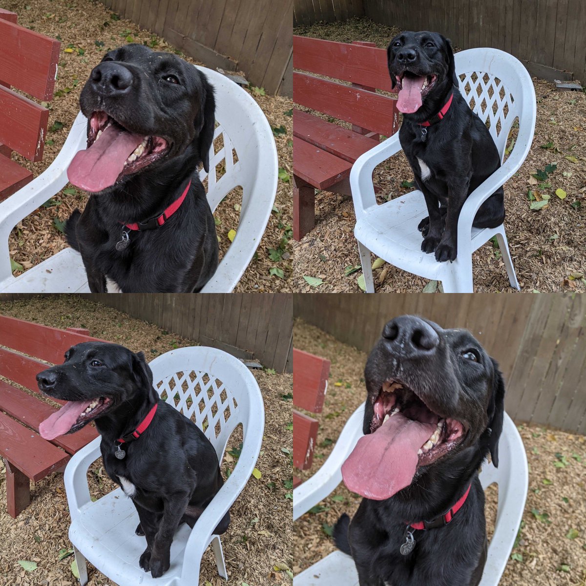 Heartland Humane tweet media