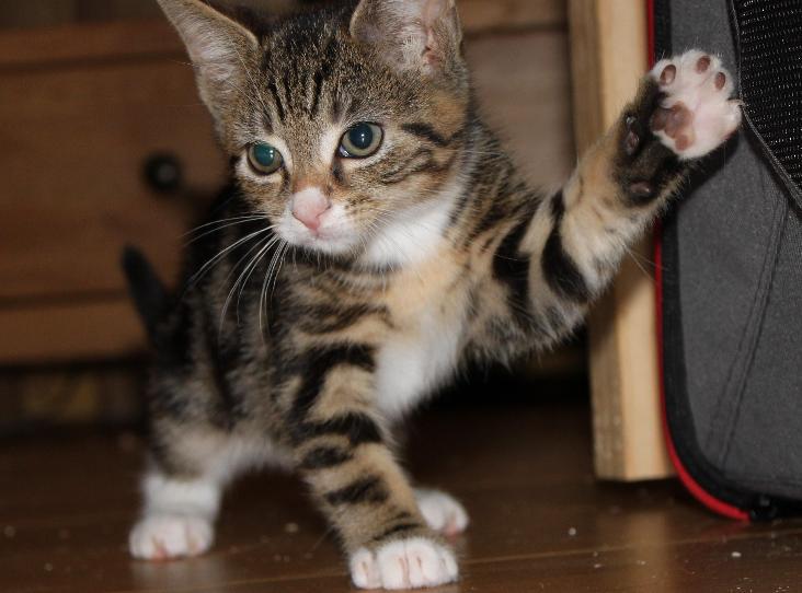 Please retweet, could you offer a forever home to a cat or kitten?  #England and #Wales #UK 

.The #RSPCA have over 150 on their website today.
. Go to the site and enter your location to see cats near you
Quaver and Eli
👇
rspca.org.uk/findapet/rehom…
#cats #Kittens #pets  #RSPCA