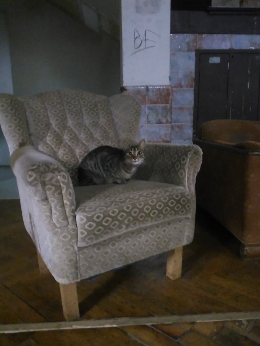 Katzencontent von den Datenspuren #ds21