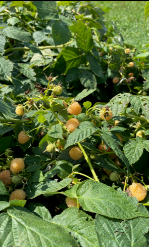 erworch's tweet photo. Do you know we have yellow raspberries? They are big and abundant at our u-pick raspberry patch along with our plentiful red raspberries! https://t.co/EY4bT3dmi5