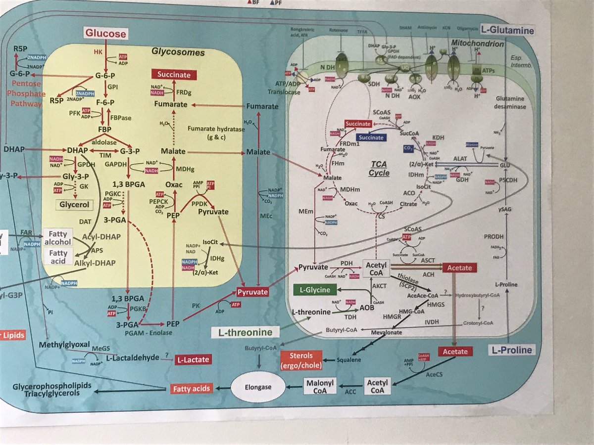 Barrett_Lab (@barrett_lab) on Twitter photo Merci Les Bordelais Merci Les Bordelais