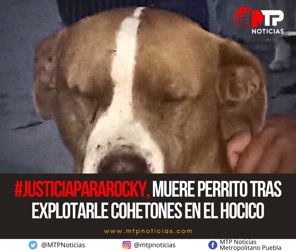 #JusticiaParaRocky 🐾 Ya fueron denunciados los que le aventaron cohetones en el hocico al perrito la noche del 15 de septiembre #GritoDeIndependencia.  

👉 bit.ly/2XFigXc