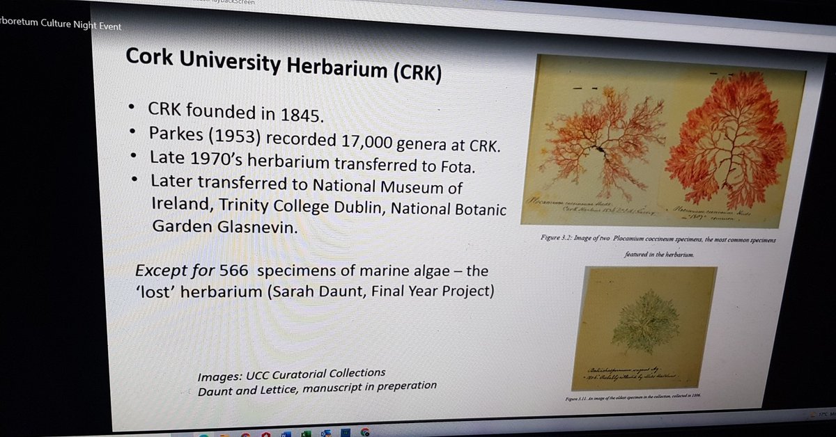 MouseDonegal's tweet photo. Interesting presentation from @eoinlettice re @UCC trees maintained so beautifully. A mixed history with @corkcitycouncil forest wise, but it is a growing and beautiful variety of trees. #corktrees #corkbees #CultureNight #CultureNight2021 #culturenightcork @jpquinn78 #Cork https://t.co/qhCn0Tv3cf