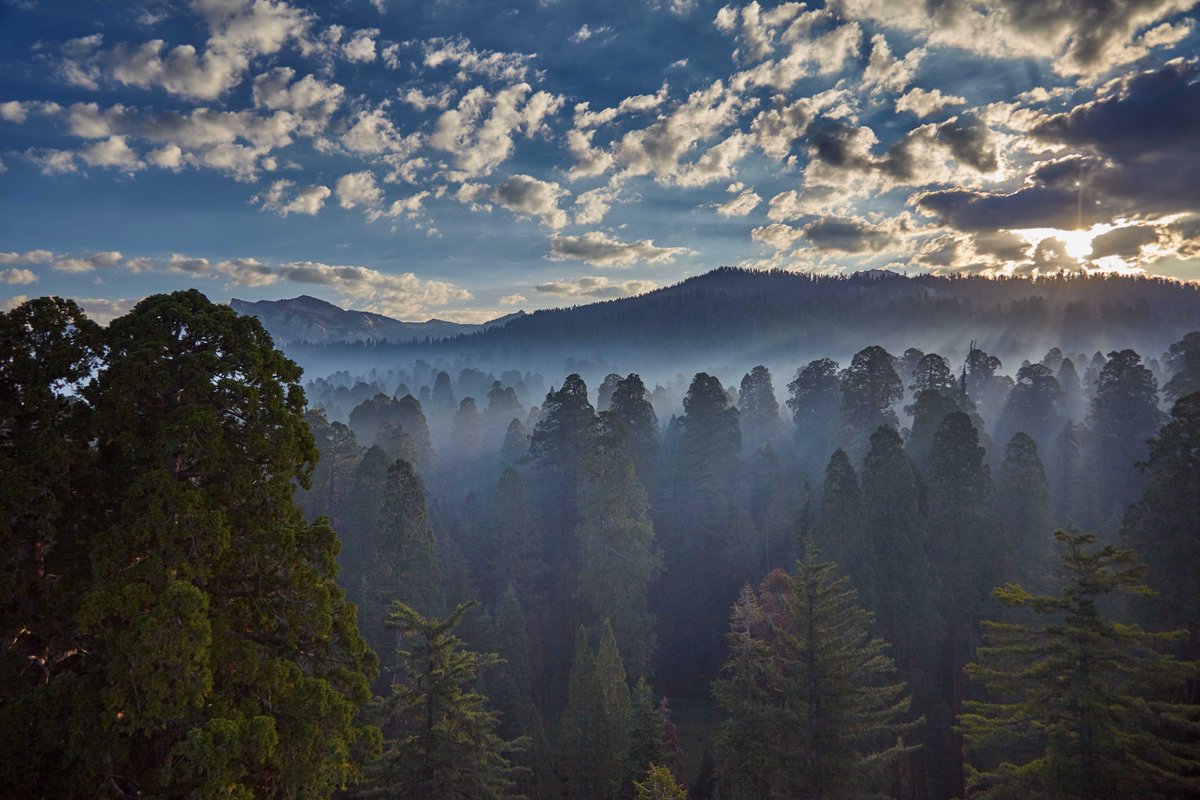 Giant Forest, August 2015. Giant Forest has had several decades of prescribed fire and fire crews are taking extra precautions to protect these ancient trees as the #KNPComplexFire approaches the grove. If weather conditions are not too extreme, this fire may benefit the forest.