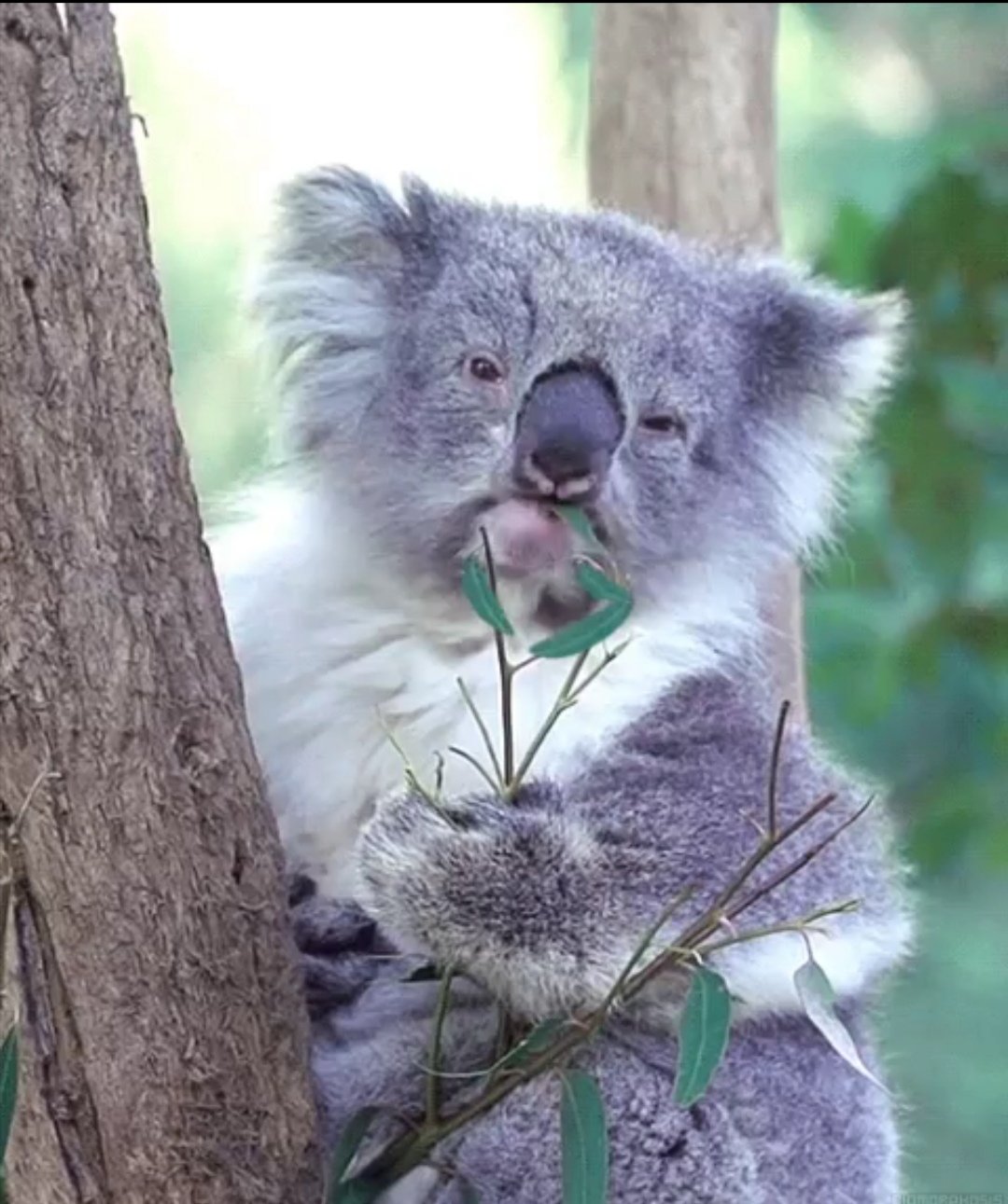 Коала