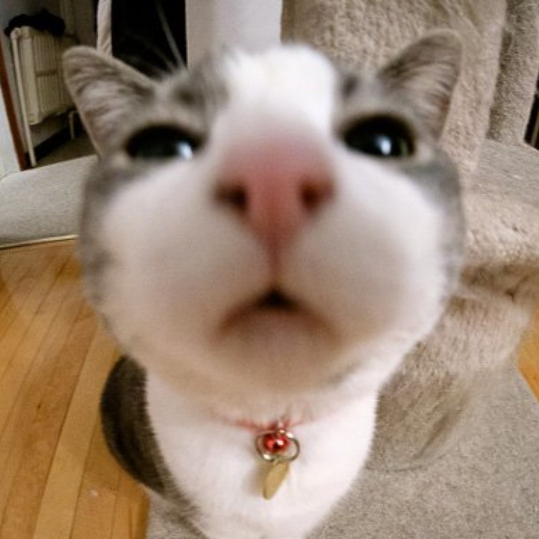 doomergaming's tweet photo. @iqozoid honestly near the end of scrolling I just began saving cats but here + 2 https://t.co/ww0tvQxOCq