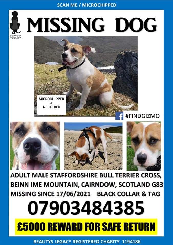 NatalieC90's tweet photo. 🔥🔥GIZMO IS STILL MISSING🔥🔥Gizmo went missing on 17.06.21 on Beinn Ime, Arrochar, Scotland when the clouds separated us &amp; hasn't been seen since. COULD NOW BE ANYWHERE! 5k REWARD!! PLEASE SHARE!! https://t.co/vWTTOYs7wS 
#findgizmo @UKRescueDogs @Penny2449 @FINDMISSINGDOGS https://t.co/UYakL6Wq36