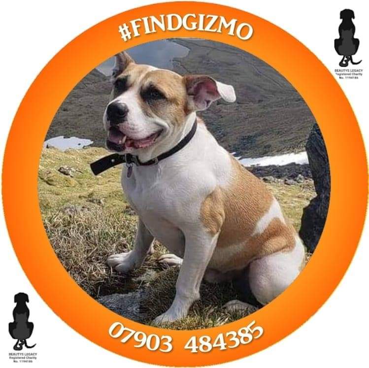 NatalieC90's tweet photo. 🔥🔥GIZMO IS STILL MISSING🔥🔥Gizmo went missing on 17.06.21 on Beinn Ime, Arrochar, Scotland when the clouds separated us &amp; hasn't been seen since. COULD NOW BE ANYWHERE! 5k REWARD!! PLEASE SHARE!! https://t.co/vWTTOYs7wS 
#findgizmo @UKRescueDogs @Penny2449 @FINDMISSINGDOGS https://t.co/UYakL6Wq36