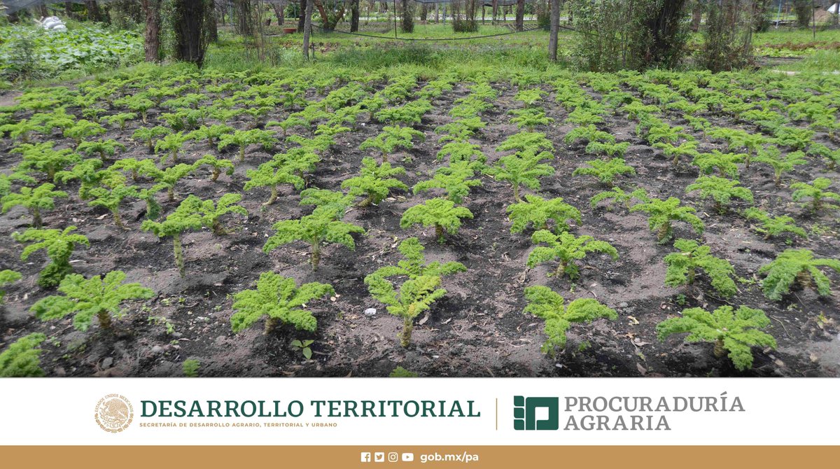 PAgraria's tweet photo. #CosechandoMetas🚜🏁
Contra #Glifosato🥀🥊
#GISAMAC tiene por objeto establecer las acciones que deberán realizar las dependencias que integran la Administración Pública Federal, para sustituir gradualmente el uso, adquisición, distribución, promoción e importación del glifosato. https://t.co/39bCNkVwZW