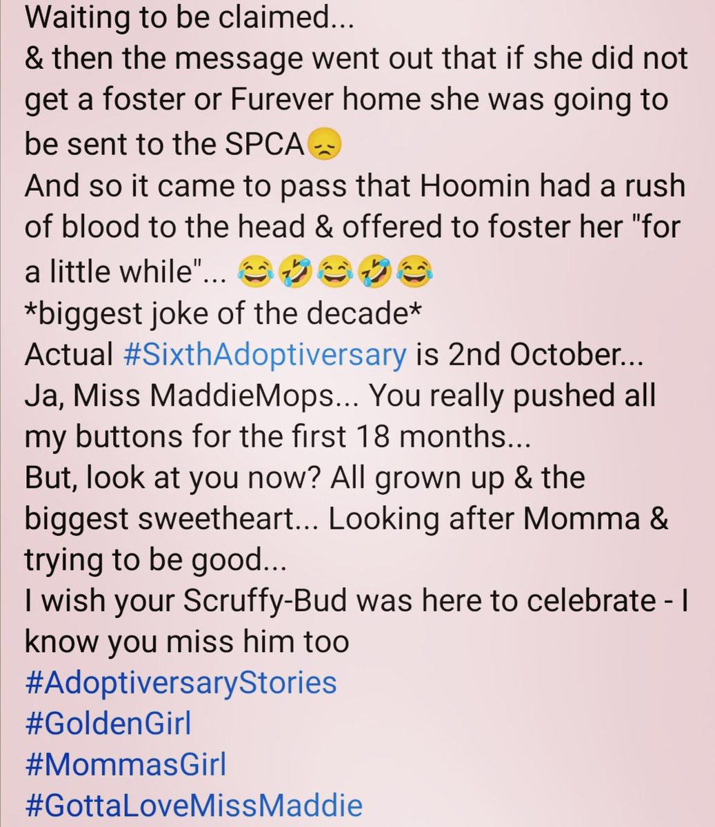 ladydebidebz1's tweet photo. #CountdownToSixthAdoptiversary
#TheTail
#GottaLoveMaddieMoo https://t.co/wBkR6tdOuv