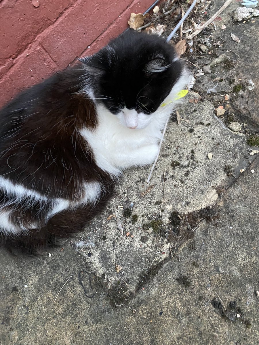 NickRGibbs1's tweet photo. An evening stroll delivered our next candidate. Looking regal chilling on the side of this little cobbled street, top drawer #catsofKirkstall https://t.co/QPNnJocg0X