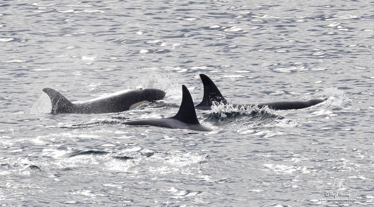 Hugh Harrop Wildlife tweet media