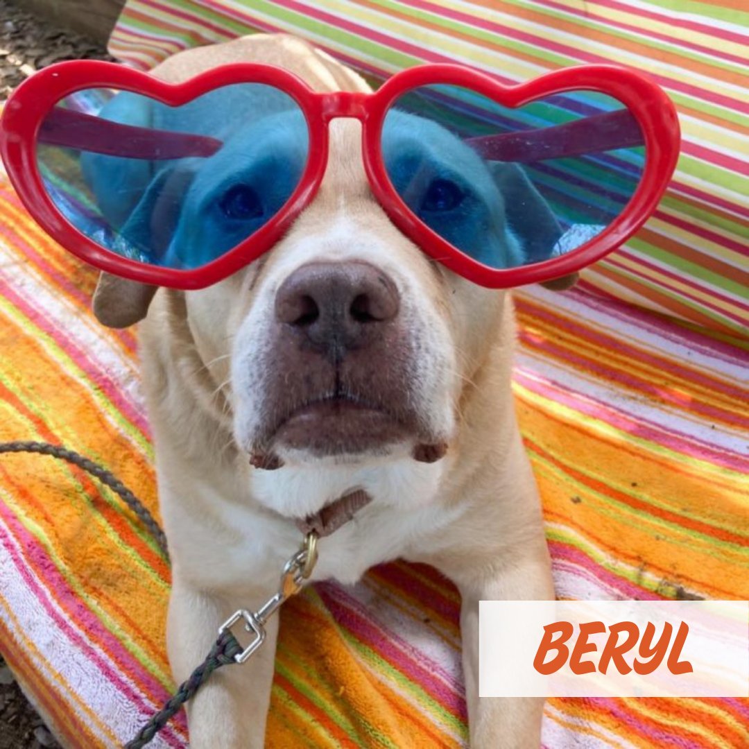 Austin Pets Alive! tweet media