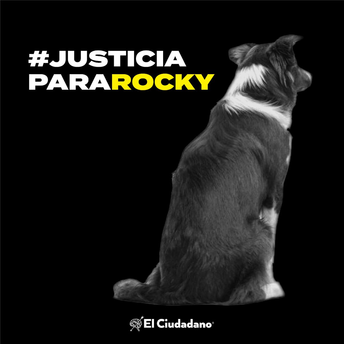 #JusticiaParaRocky 😔✊

Vecinos de la colonia San José Los Cerritos, en #Puebla denunciaron que sus dueños jugaron con pirotecnia y uno de los cohetes estalló en el hocico del perro