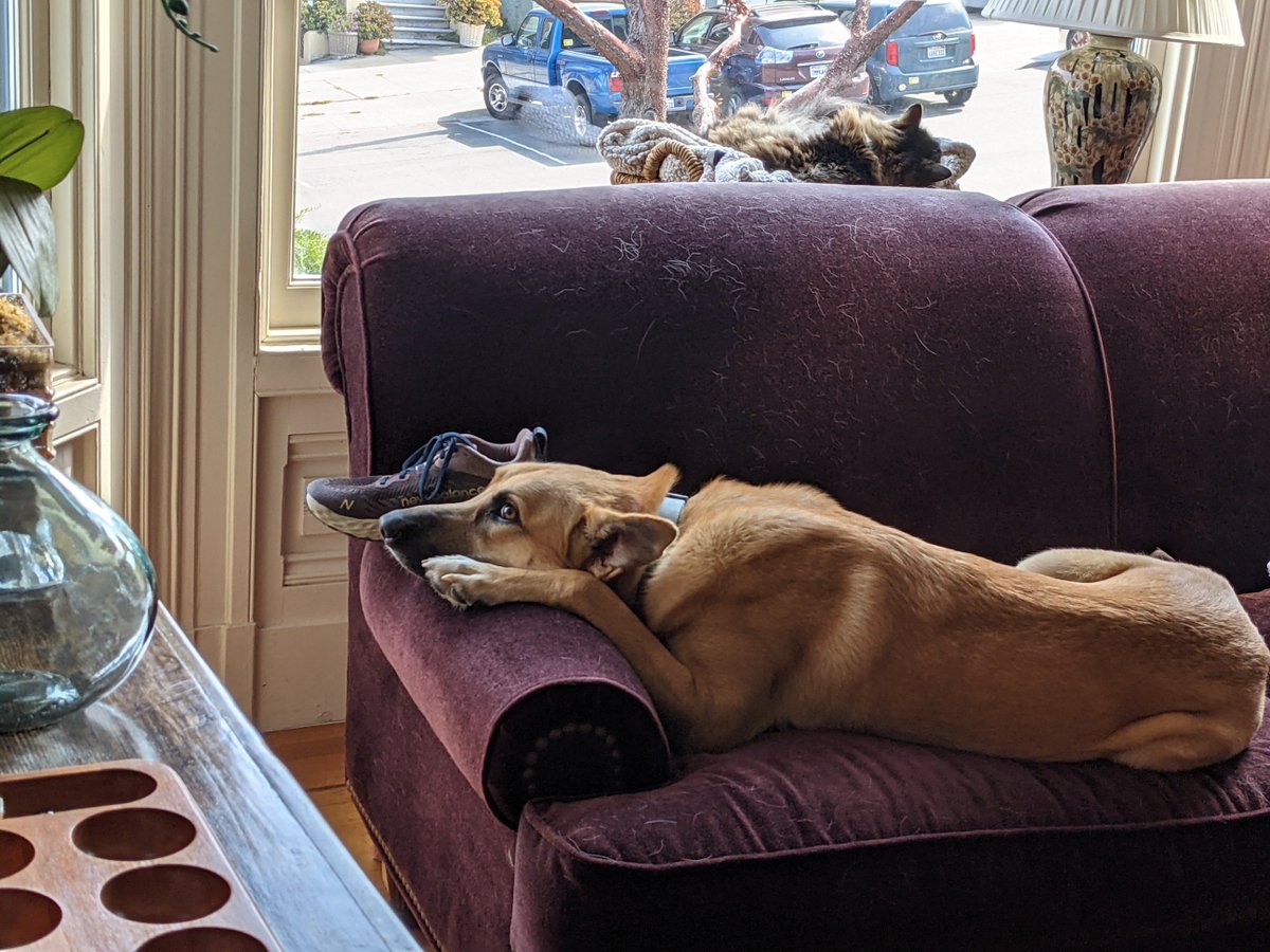 I thought the pets liked me, but this is what happens when Jane's out of town. That's her shoe there. Neither has moved for hours.