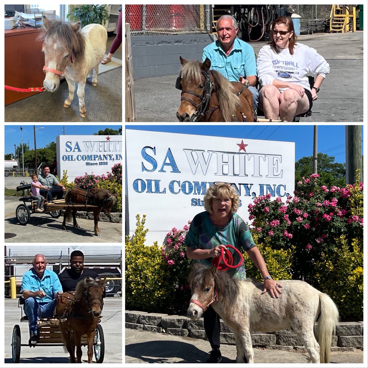 SAWhiteOil's tweet photo. We had some unexpected adventures at the office recently, thanks to Ed’s rescue mini-horses, Hopi and Tonto! Ed has a beautiful Amish-built cart and is training the mini-horses to draft. We couldn’t resist taking some rides around the lot! https://t.co/oEsQHv51Z4