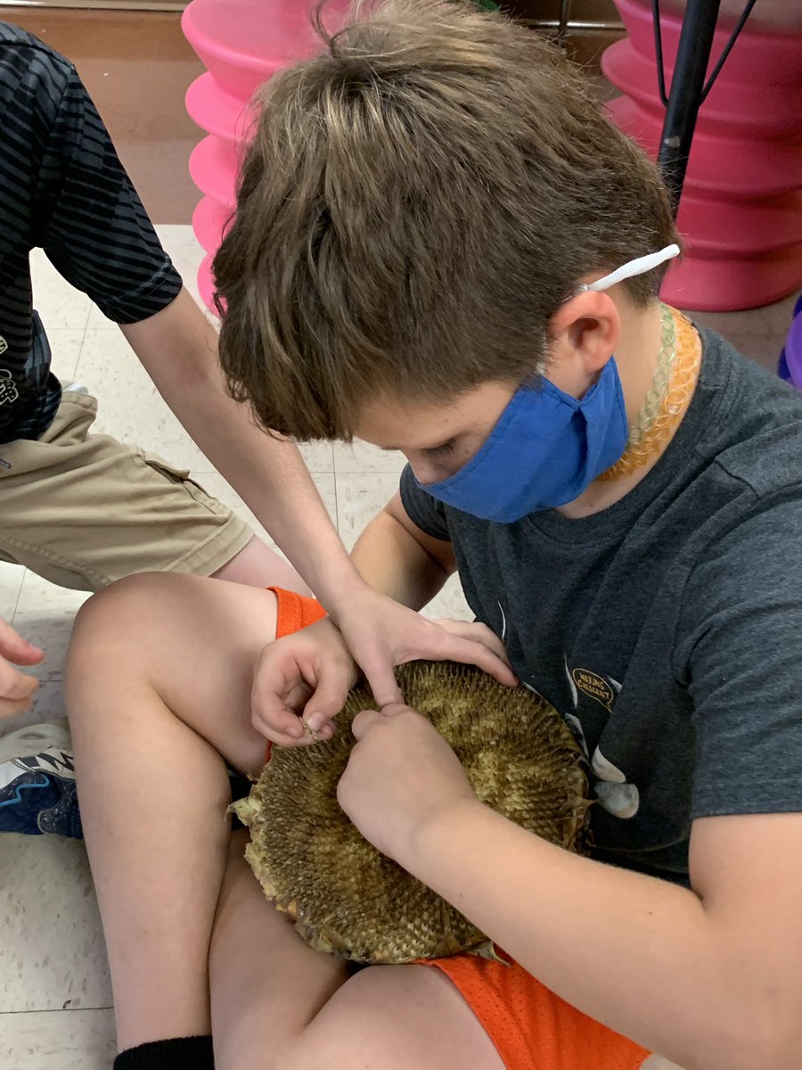 SarahKCochran's tweet photo. 2nd grade students are developing multiple skills in problem solving. Their amazing teacher knows just how to empower her students with this important life skill. How many sunflower seeds does your sunflower hold? 🌻 @NIETteach #browncountyschools #vbes https://t.co/YEbB1o2gUq