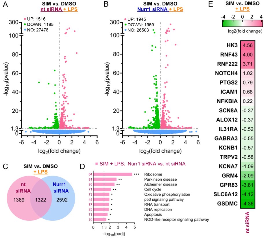 Could the neuroprotective effects of statins observed in preclinical models of #Parkinsons be modulated by Nurr1? A new <a href="/biorxivpreprint/">bioRxiv</a> manuscript presents evidence suggesting 'yes'
biorxiv.org/content/10.110…