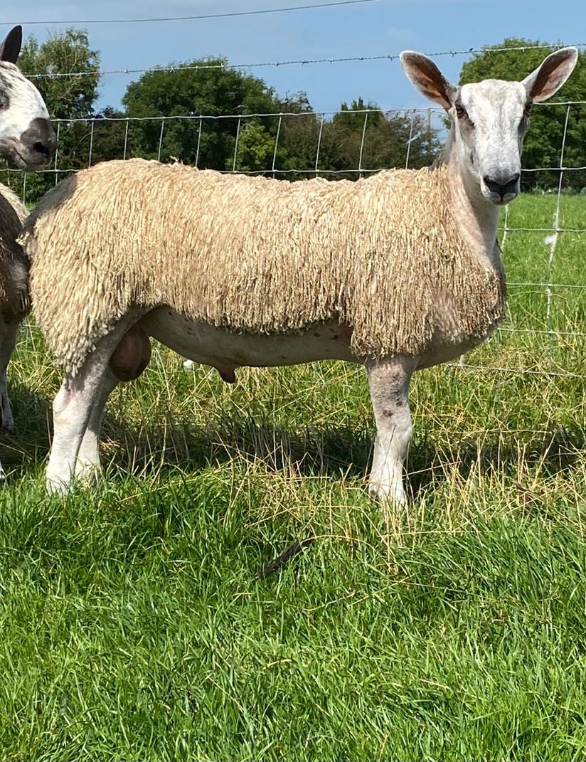 Delighted to get theses two boys away at a good average on our first attendance at the South of Ireland bluefaced Leicester sale in Ballinrobe last Saturday.

Congratulations to everyone in the club who organised a very well run sale. 

Good luck to all who purchased on the day.