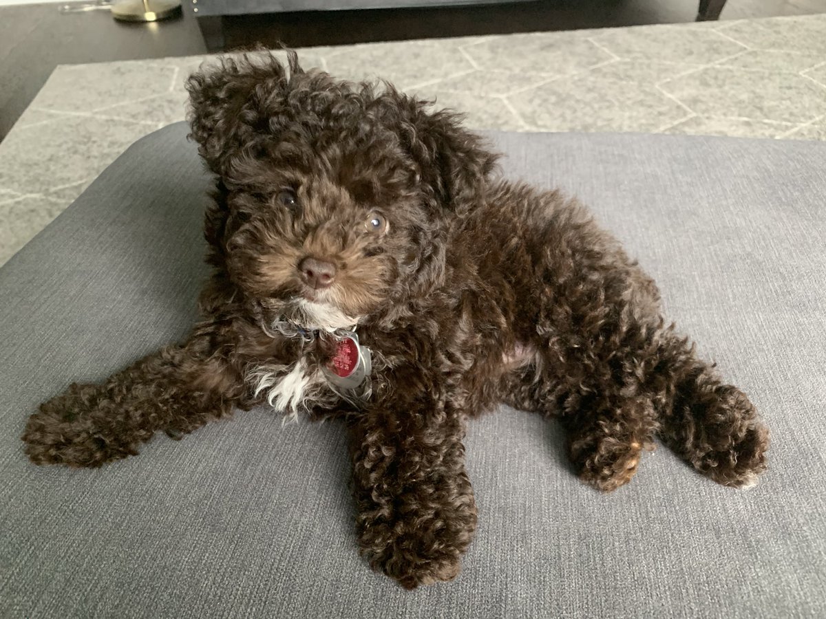 RezMobb's tweet photo. @KalhanR This is our new puppy, Coconut :) https://t.co/y5xuxJ6UYX