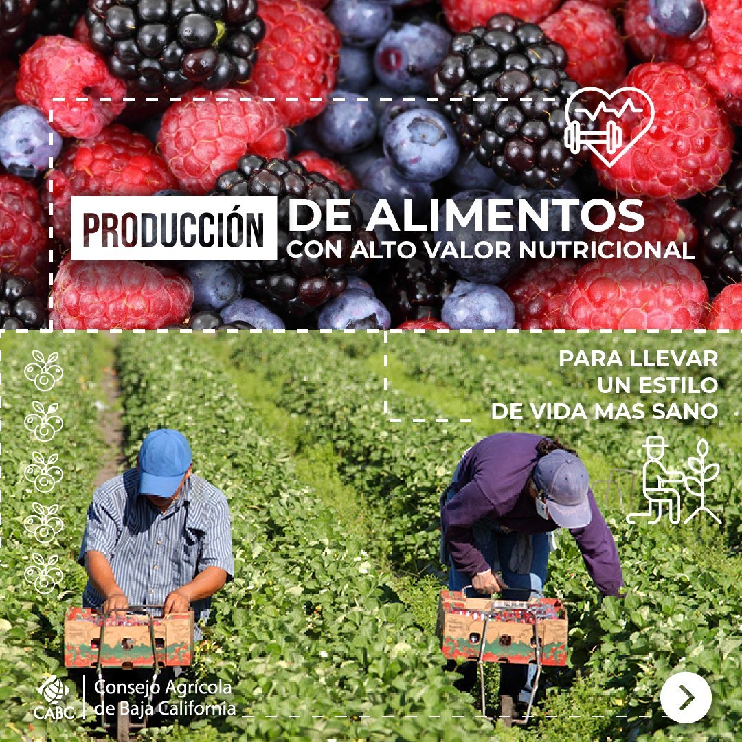 Consejo Agrícola de Baja California tweet media