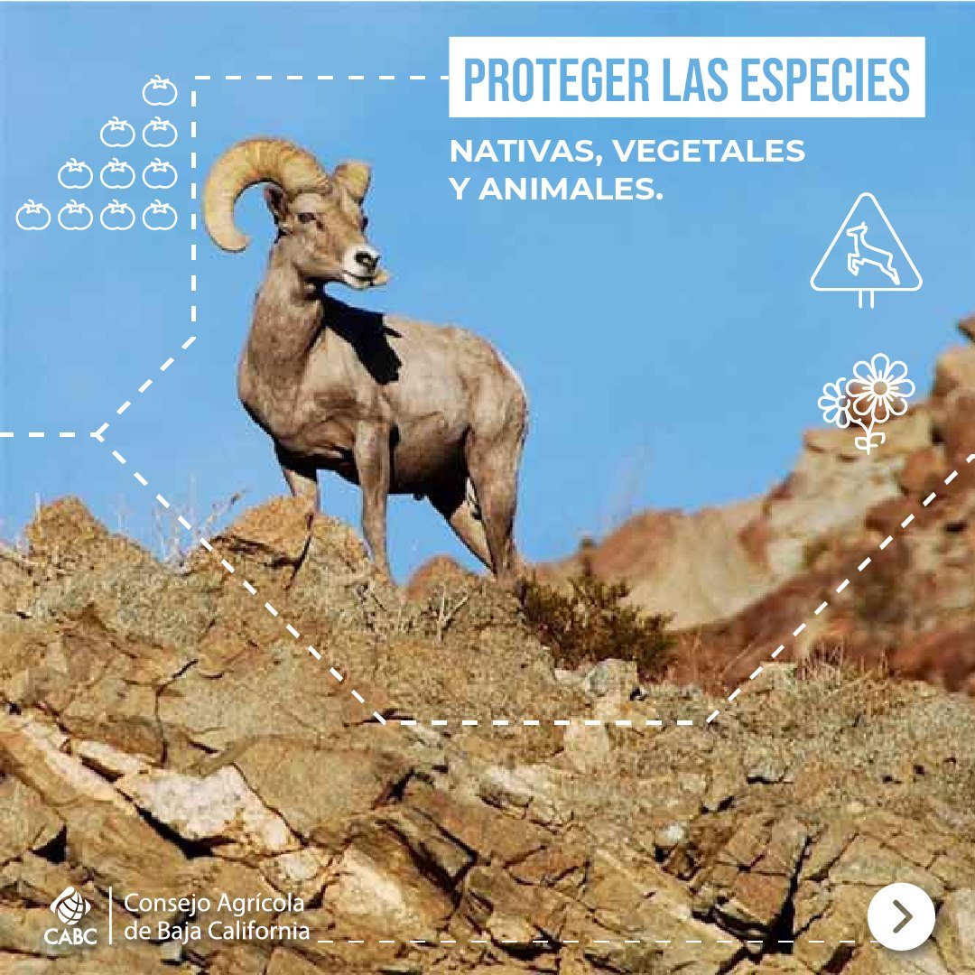 Consejo Agrícola de Baja California tweet media