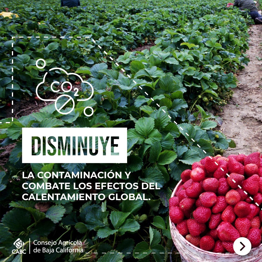 Consejo Agrícola de Baja California tweet media