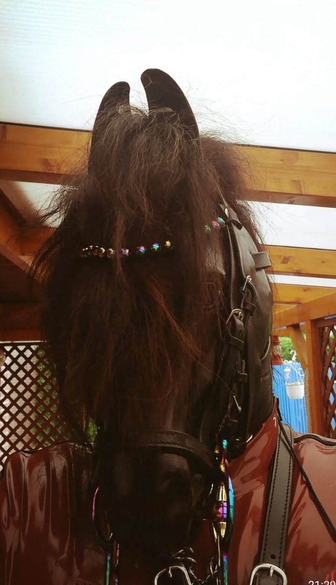 FieseFriesin's tweet photo. My beautiful Delanaich 
#Ponyboy #Ponygirl #Femdom #petplay https://t.co/T9mQpthedo