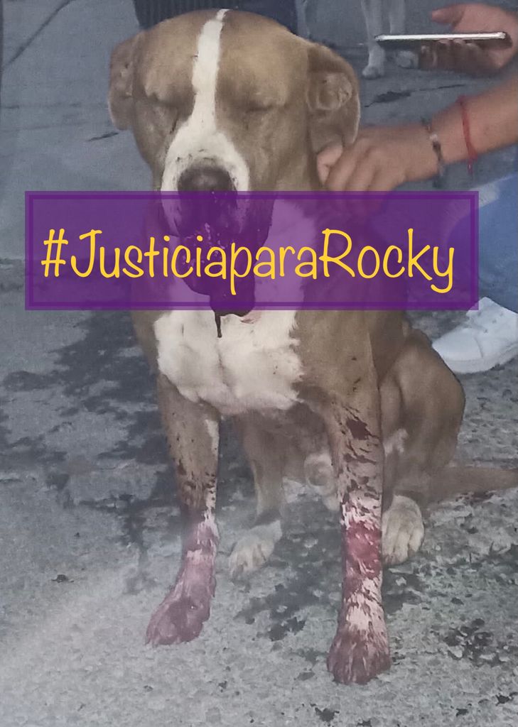 #JusticiaParaRocky🐕

La Fundación Respeto y Defensa Animal (@FRYDApuebla ) inició una campaña para exigir justicia para “Rocky” un perro que fue sacrificado luego de sufrir graves lesiones, pues sus dueños le colocaron 'cuetes' en el hocico
#AltoalMaltratoAnimal #seressintientes