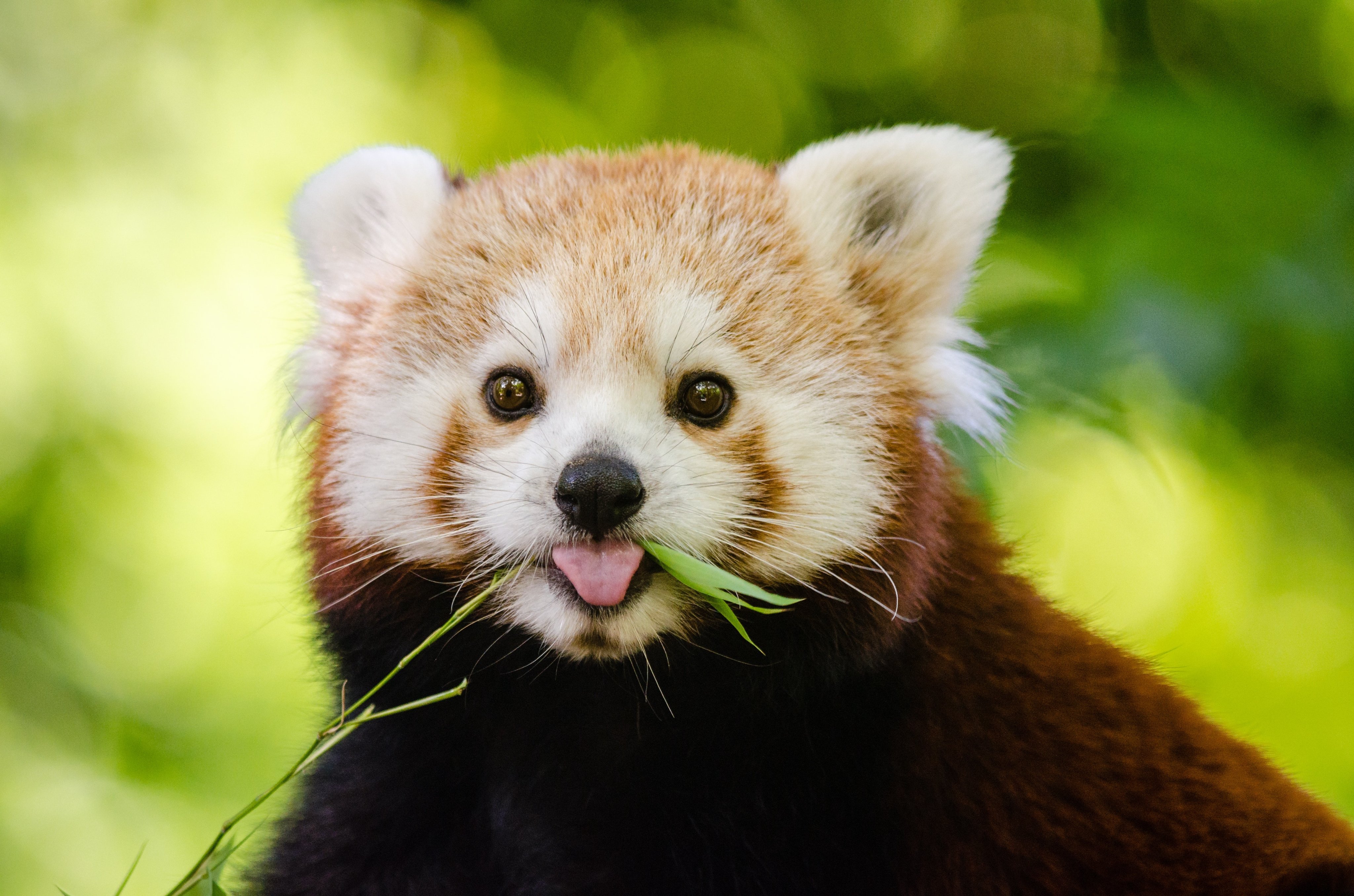 Animal Planet on X: "Happy #InternationalRedPandaDay! Red pandas love eating  bamboo, and their diet mostly consists of it! 🎍 📷:Nguia Charrad / EyeEm  #POTD #PhotoOfTheDay #NationalRedPandaDay #RedPanda  https://t.co/kX4W2spNCA" / X