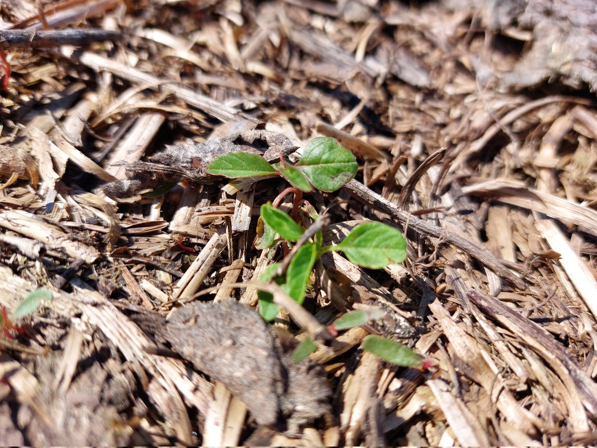 El que busca encuentra. Llegó un poquito temprano para mí gusto 🤔
📍Paraje La Víbora, Ruta 24. 🇺🇾
• Ahora arranca la puesta a 0 un día antes de siembra 🌽🌽  #Heat #yuyocolorado