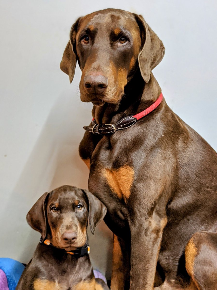 Can A Doberman Pinscher Eat Slim Jim