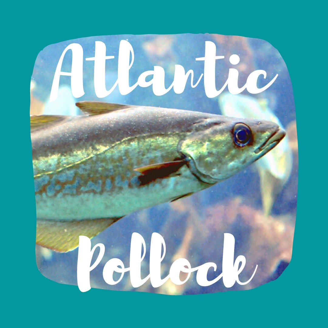 Atlantic Pollock is our Catch of the Week! Order now at buff.ly/3vw8T7X