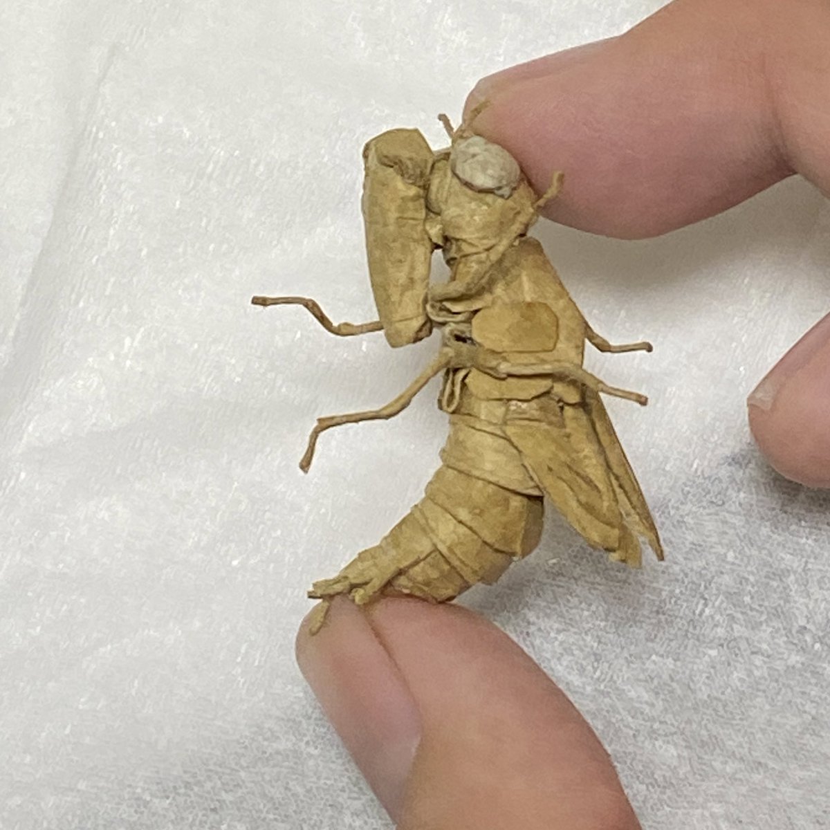 ウスバキトンボのヤゴの抜け殻 完成しました‼︎ 腹部には新しい構造を