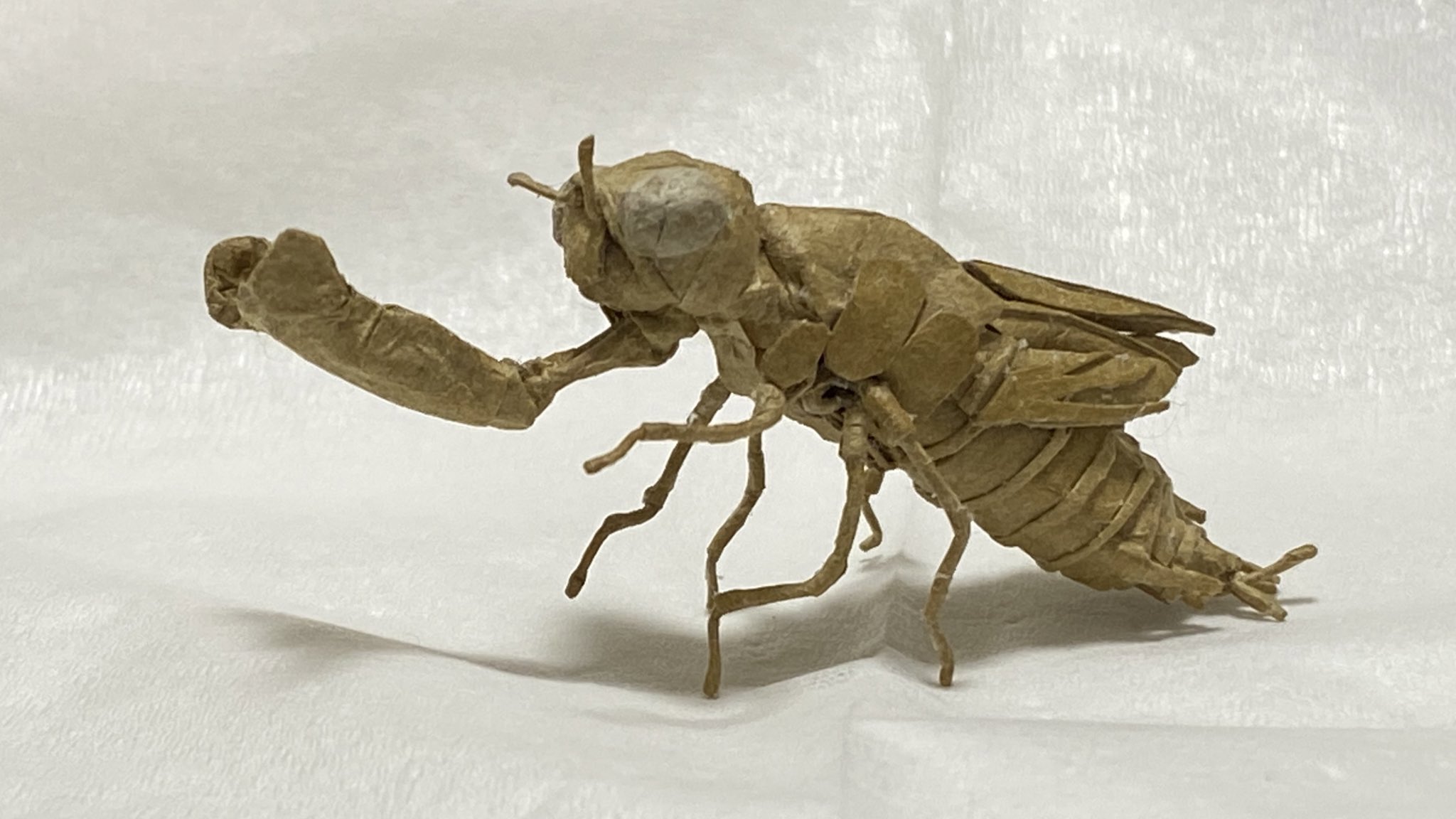 しょうたダンボール ウスバキトンボのヤゴの抜け殻 完成しました 腹部には新しい構造を使っており指 一本で動くほど滑らかに可動し 脚やヤゴの特徴である下アゴも飛び出し獲物を捕らえます 先に出来た成虫と ツーショットで 羽化の瞬間を再現したく