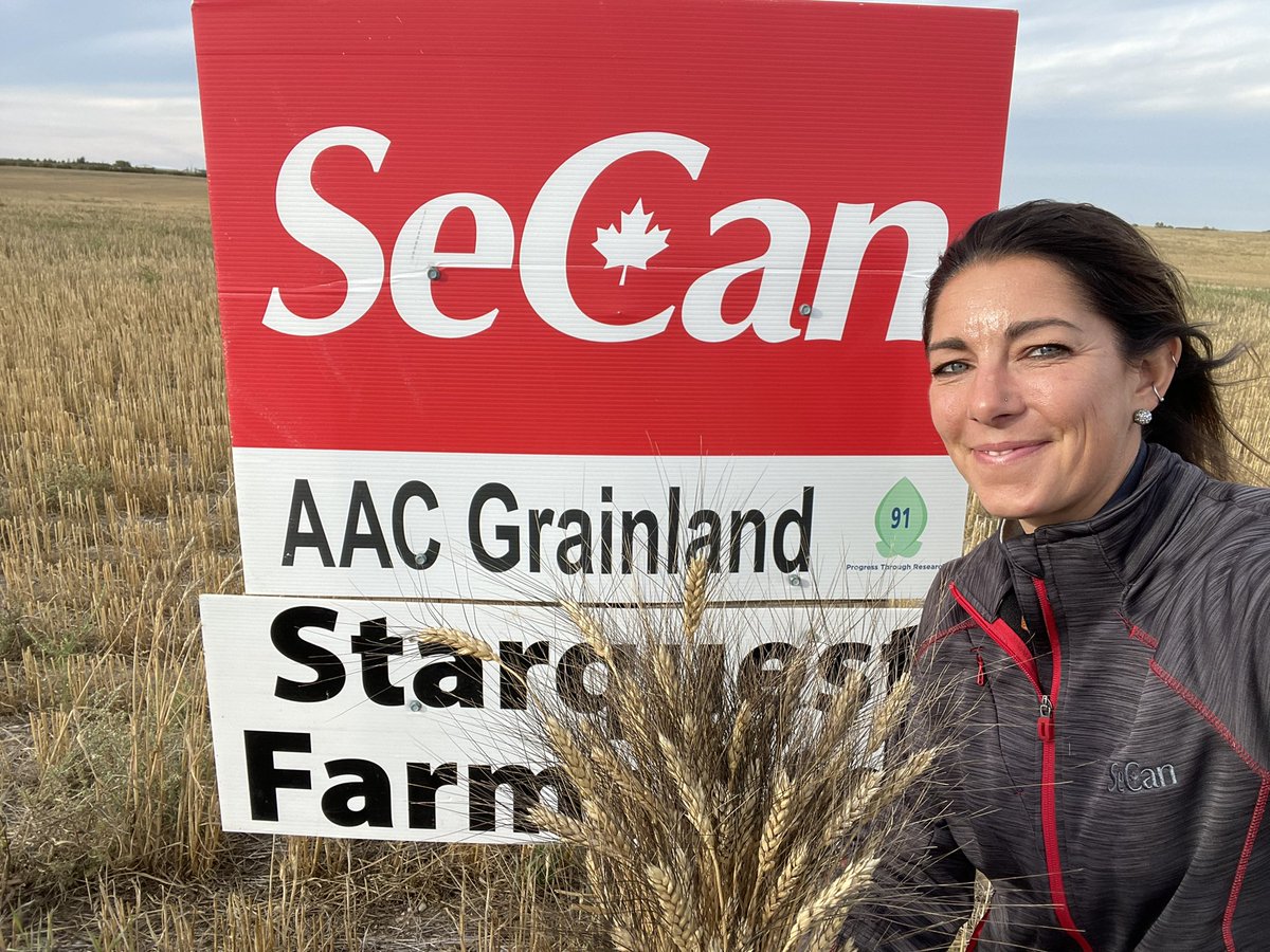 SeCanLauren's tweet image. Who leaves beautiful black beards out in the field after harvest @SQF_Skyler ?!? Updating my #durum bouquet 💐 on my kitchen table with AAC Grainland 🌾 #seednerd #AACGrainland #solidstem for #sawfly resistance #blackbeauty avail for #plant22 @SecanMira
