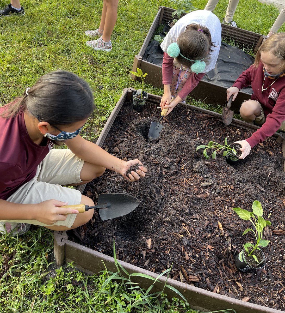 potter_252's tweet image. It’s a happy FriYAY at @IvyHawnSuhr when we get to plant in the garden!  Thankful for my amazing 4th &amp;amp; 5th graders who are willing to get their hands dirty getting our Fall garden ready.  #plantingseedsofknowledge #ivyhawnstrong