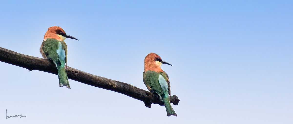 #couplechallenge Chestnut-headed bee-eaters #IndiAves #birdphotography #BirdsSeenIn2021 #BirdTwitter #IOTD #birding