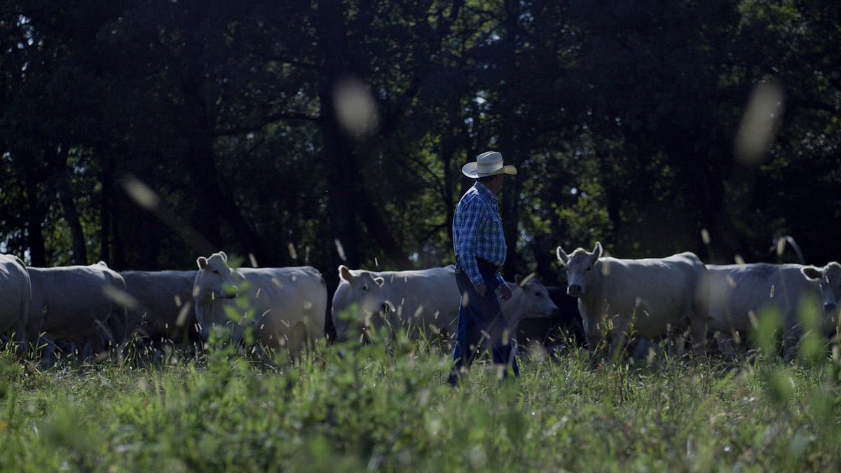 SCBeefCouncil's tweet image. #DYK beef farmers and ranchers across America are raising the bar on cattle raising. Learn more about the Beef Quality Assurance program here ➡️ bit.ly/3CrRkJx