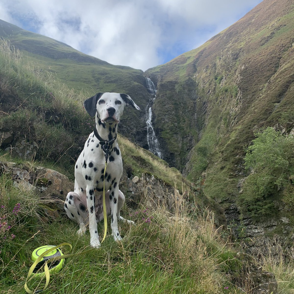 Miniclick_'s tweet photo. Cora the spotty one in the valley of Grey Mares Tail Waterfall @VisitScotland
#greymarestail #waterfall #Scotland #VIEWS #dalmatian #ilovemydog #walkingthedog #ukcountryside #spottydogs https://t.co/YCGcR3z9XC