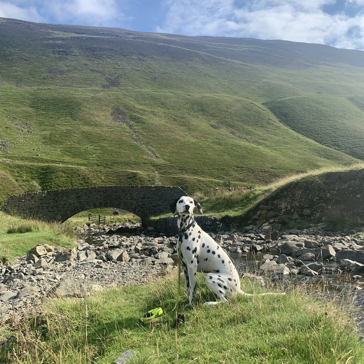 Miniclick_'s tweet photo. Cora the spotty one in the valley of Grey Mares Tail Waterfall @VisitScotland
#greymarestail #waterfall #Scotland #VIEWS #dalmatian #ilovemydog #walkingthedog #ukcountryside #spottydogs https://t.co/YCGcR3z9XC