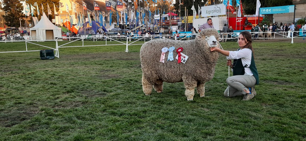 Reservado Gran Campeón Corriedale, Expo Prado 2021. Santa Luisa